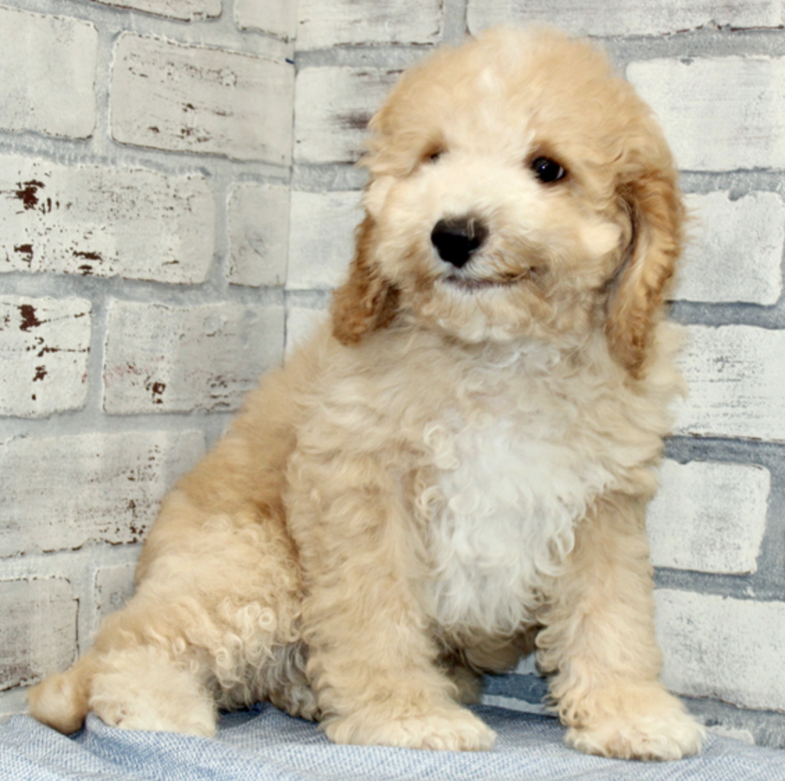 comprar cachorros sanos, baratos y asequibles para la venta